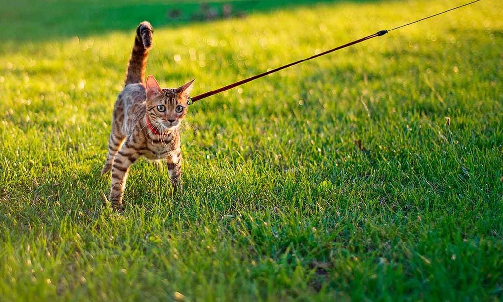 Un gato paseando con correa