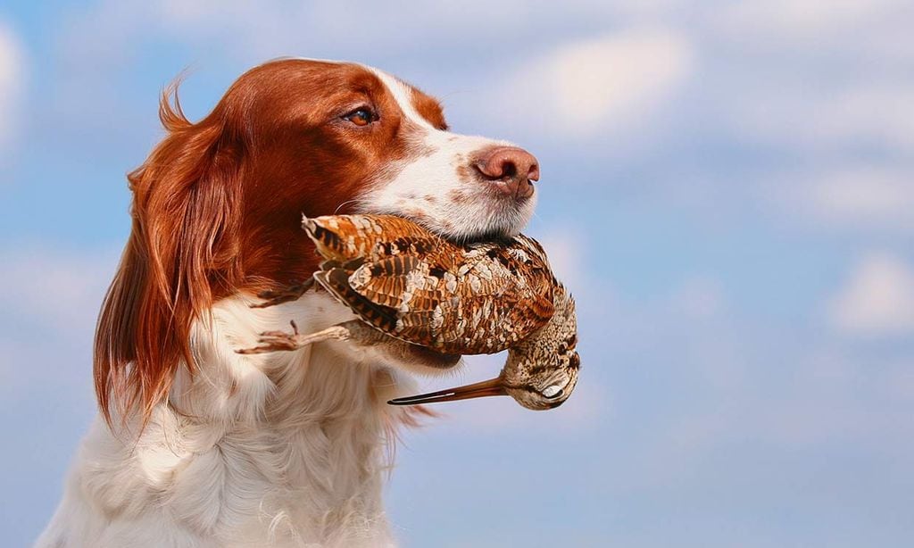 Limita el instinto de caza de tu perro con estos consejos