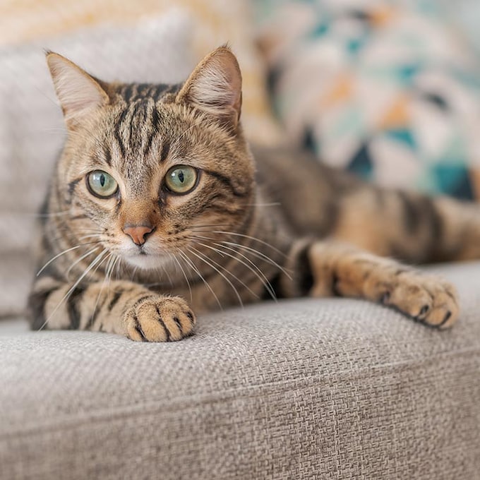 Las 10 cosas que tu gato necesita para ser feliz en casa