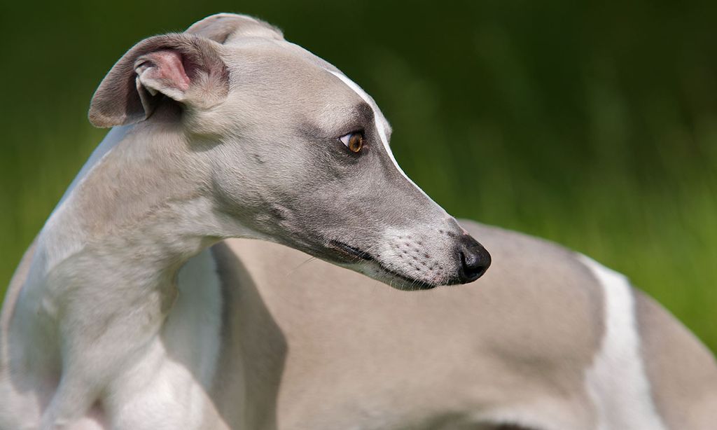 Todo lo que debes saber si quieres adoptar a un galgo