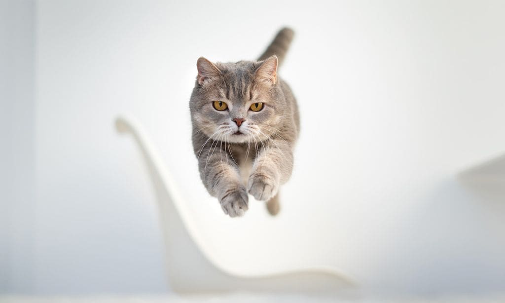 Un gato saltando en casa