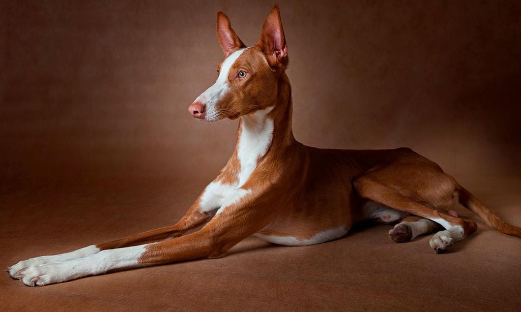 Un podenco tumbado y atento