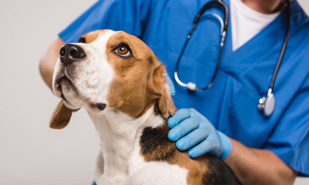Lo que debes tener en cuenta si decides contratar un seguro veterinario para mascotas