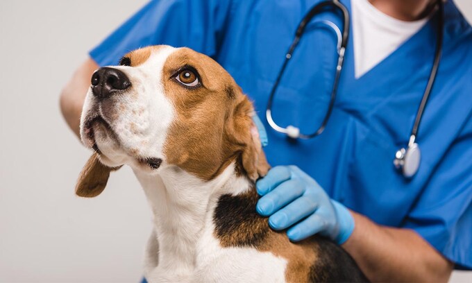 Un perro siendo atendido en el veterinario