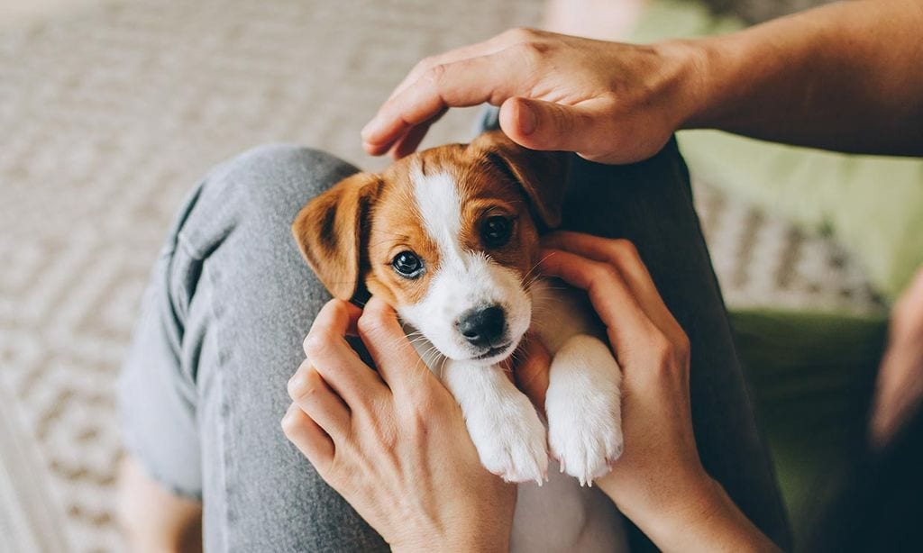 Cómo enseñar a mi cachorro a que deje de morderme