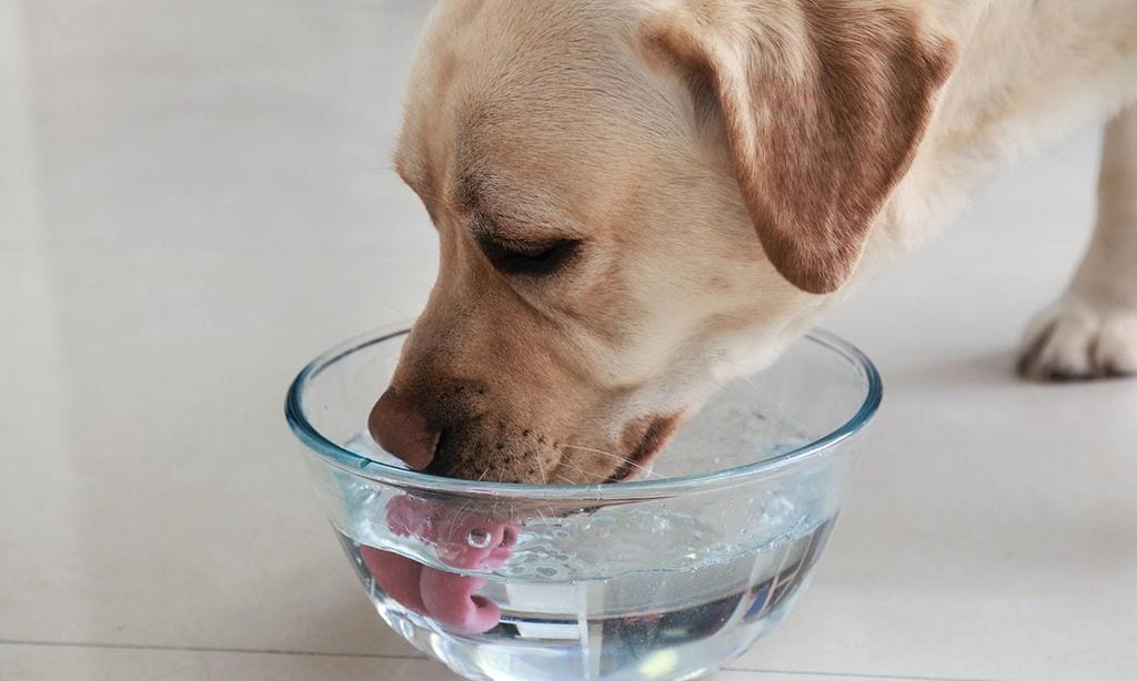 Un perro bebiendo en un cuenco de agua