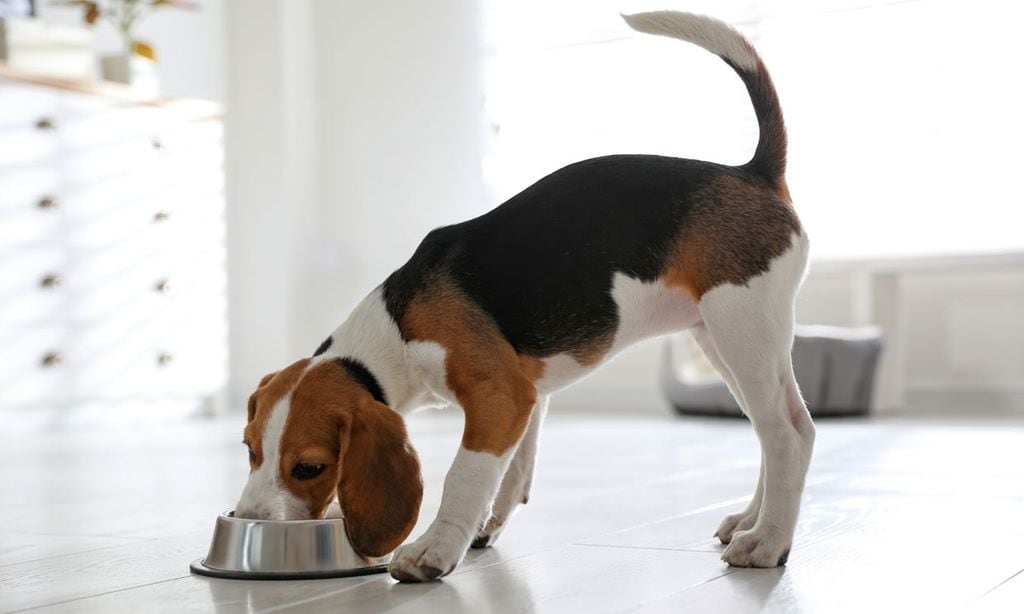 Todo lo que debes saber para elegir la nutrición más completa y equilibrada para tu mascota