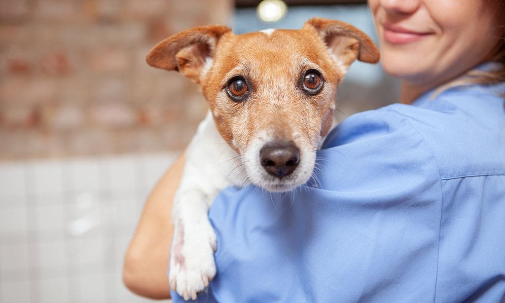 ¿Dudas entre esterilizar o castrar a tu perro o gato? Estas son las variables a tener en cuenta