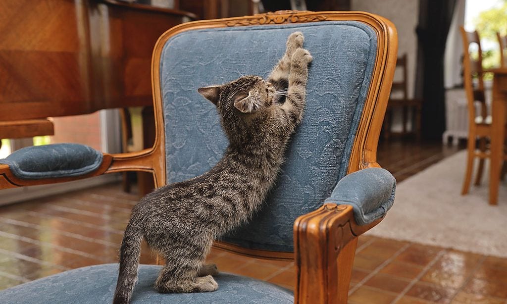 Un gato arañando una butaca