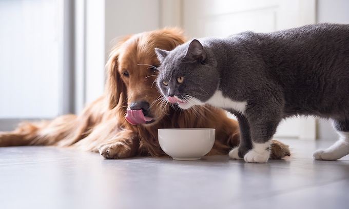 Un perro y un gato comiendo de un mismo cuenco