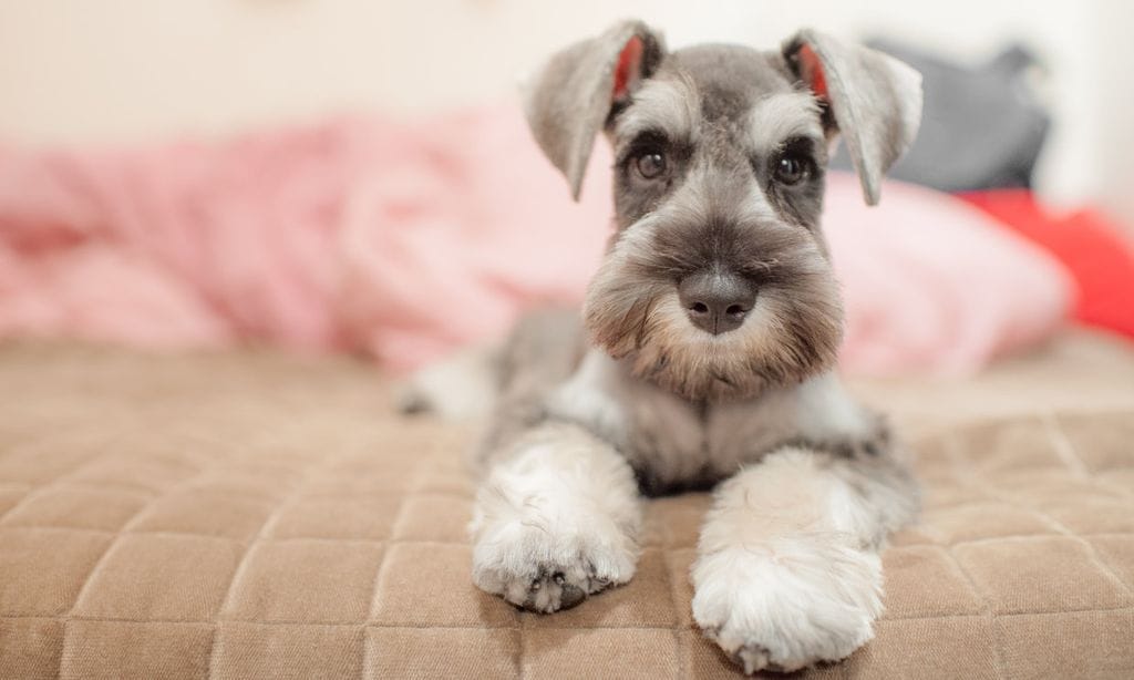 ¿Sabes qué es un perro 'toy' y cuáles son sus características?