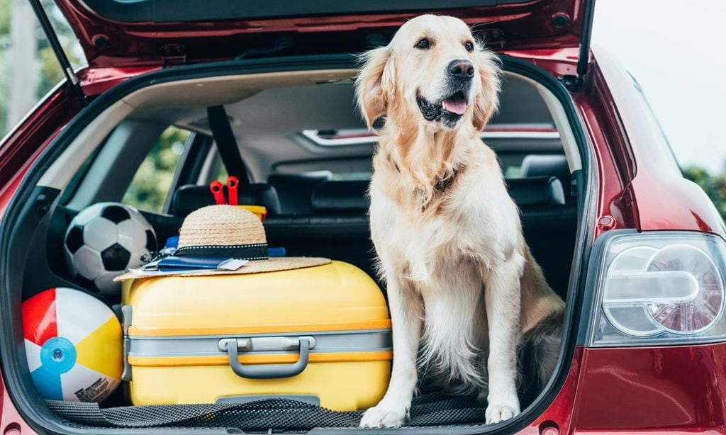 perro en el maletero del coche