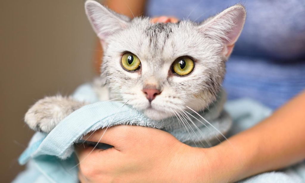 Toma nota de estos consejos básicos para bañar a tu gato si tiene la piel sensible