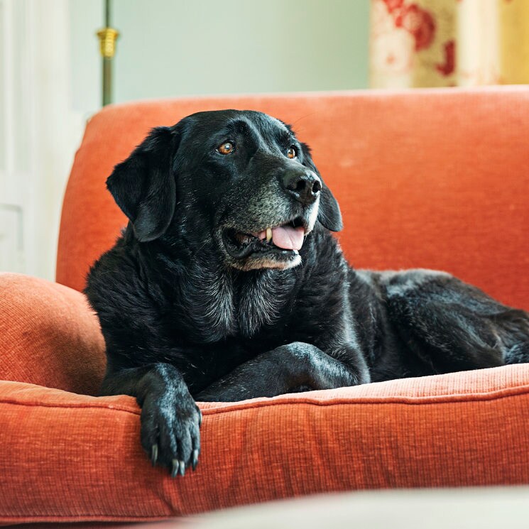 Estas 9 señales te indican que tu perro se hace mayor