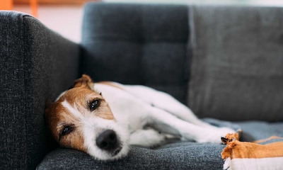 Los 10 síntomas que podrían indicar que tu perro tiene leishmaniosis