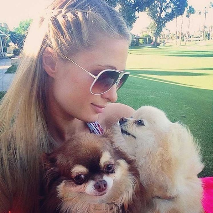 ¿Cuántos años vive un perro chihuahua como el de Paris Hilton que ha muerto recientemente?
