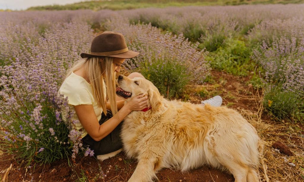 Consejos muy útiles para cuidar, educar y entender mejor a tu perro