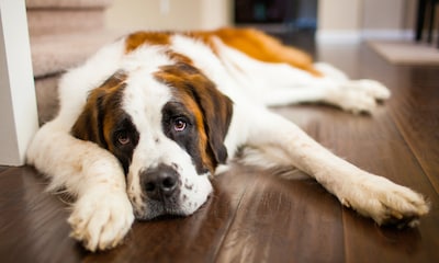 Tu perro está siempre cansado, ¿cuáles pueden ser las causas?