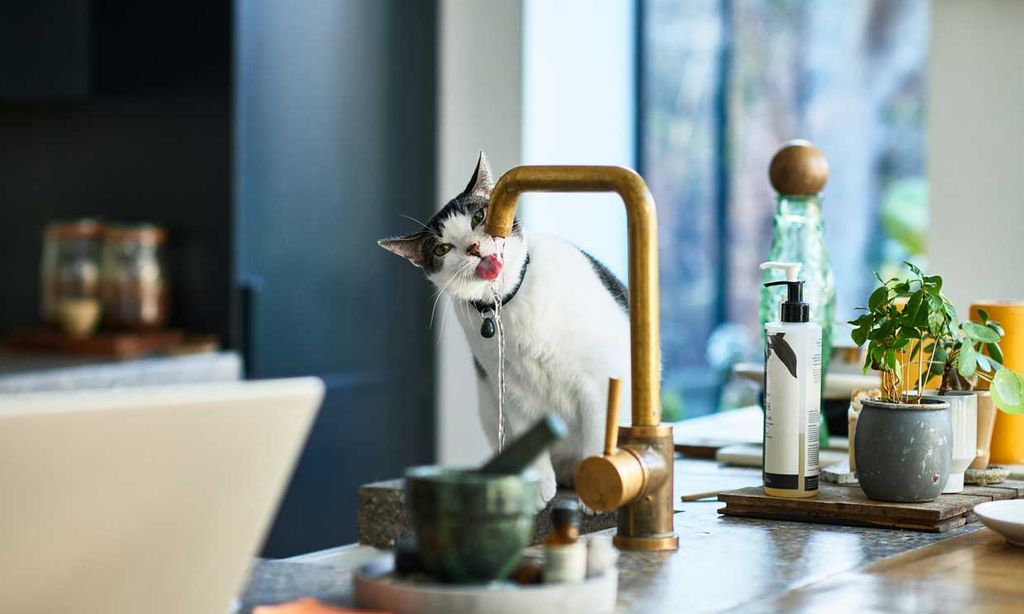 Así sufren los gatos en una ola de calor