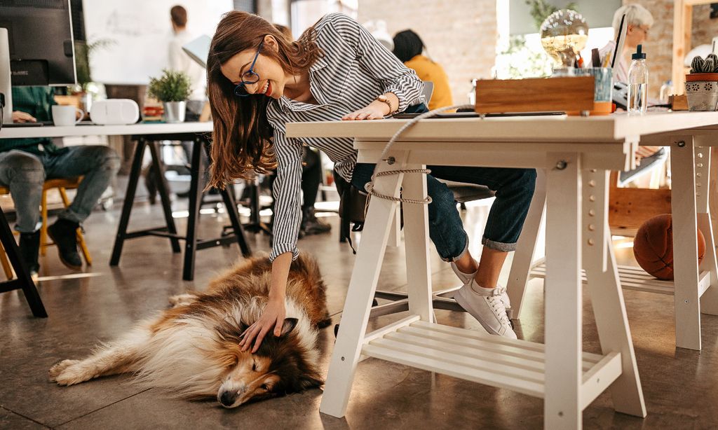 Oficinas 'petfriendly': ¿Qué beneficios puede tener llevarte la mascota al trabajo?
