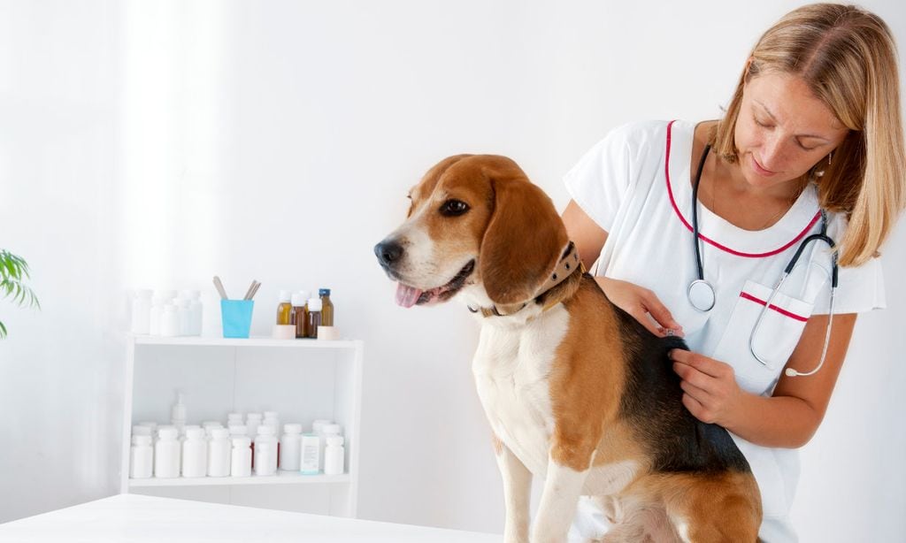 Todo lo que debes saber sobre la vacunación de tu perro si eres principiante