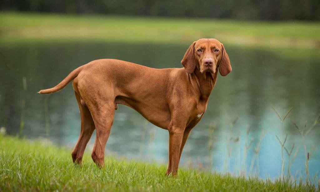 vizsla