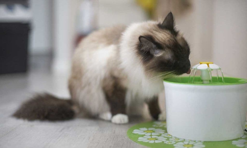 Consejos para que tu gato beba más agua