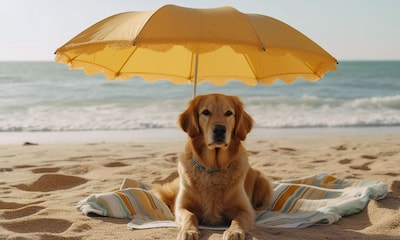 ¿Pueden los perros tener quemaduras solares?
