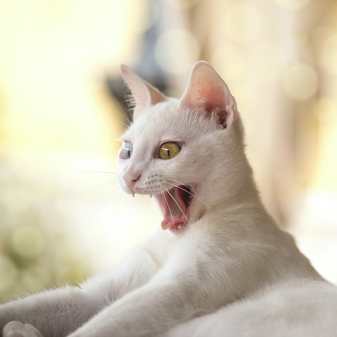 Las 10 cosas que odia tu gato (aunque a ti te parezca que no tienen importancia)