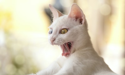 Las 10 cosas que odia tu gato (aunque a ti te parezca que no tienen importancia)