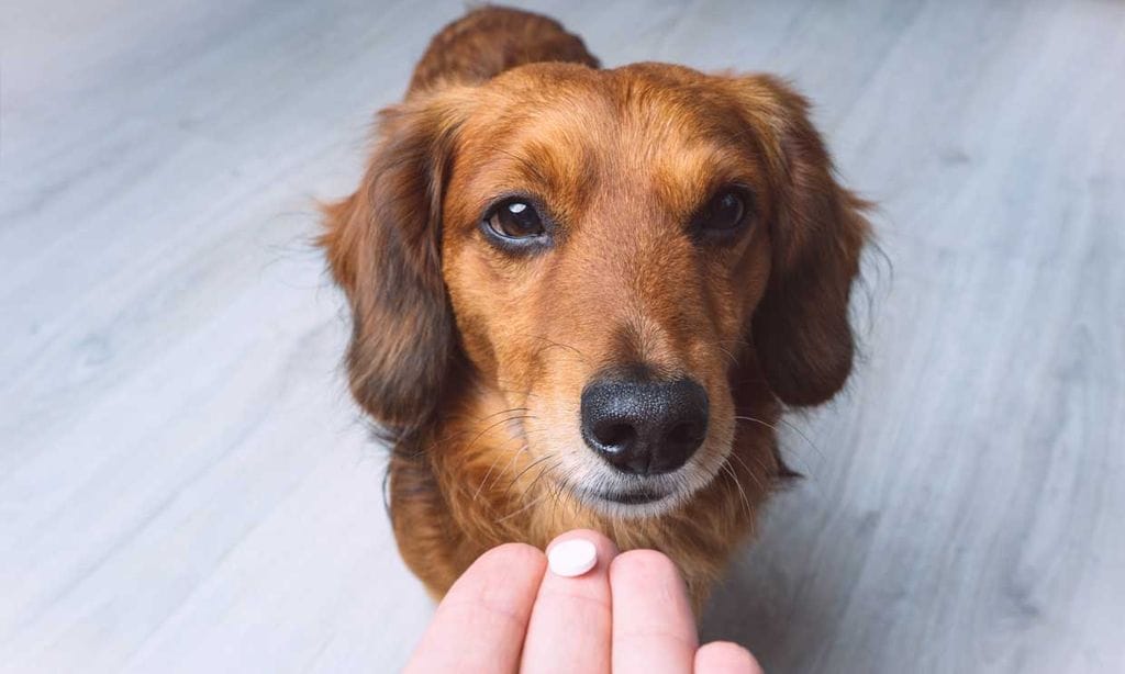 Perro tomando una pastilla