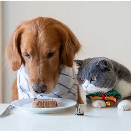 Una experta en nutrición animal aclara las dudas más frecuentes sobre la alimentación de tu mascota