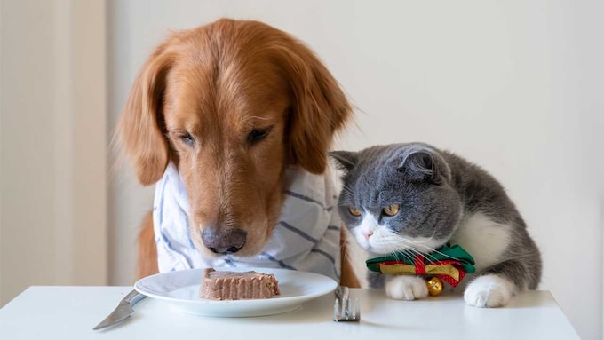 Un perro y un gato sentados a una mesa mirando atentamente un plato de comida