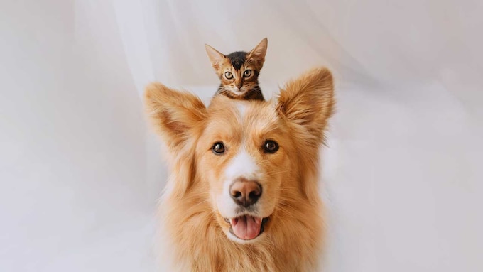 Perro de raza mixta posando con un gatito en la cabeza.