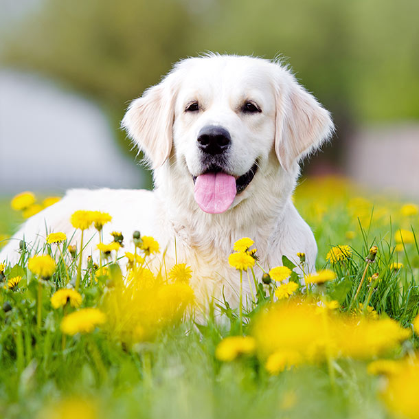 ¿Sabes qué razas de perro son más propensas a contraer parásitos?