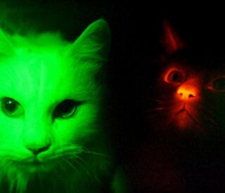 Los coreanos clonan unos gatos con piel fluorescente
