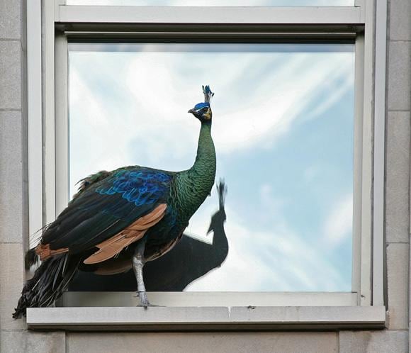 Un pavo real se convierte en la gran atracción de la Quinta Avenida