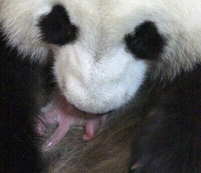 La cría de oso panda gigante nacida en el Zoo de Madrid es un macho