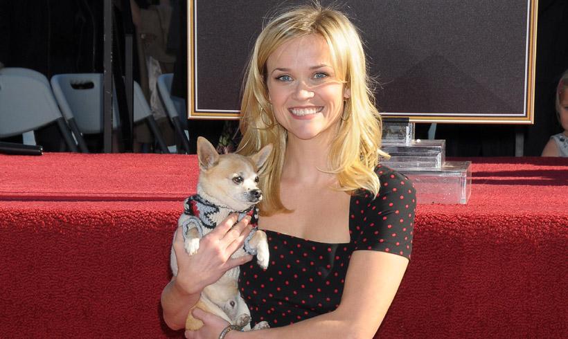 Reese Witherspoon da una triste noticia a los fans de 'Una rubia muy legal'