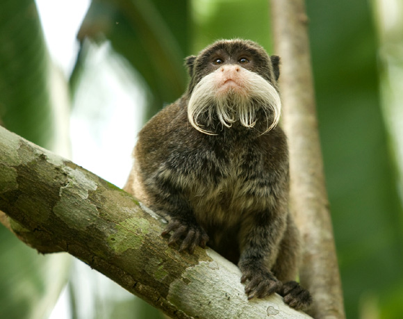 Cruceros por el Amazonas