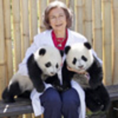 La reina Sofía testigo directo de los primeros pasos al aire libre de los 'ositos' panda nacidos en Madrid