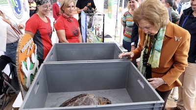 Las emotivas imágenes de la reina Sofía en Tenerife soltando dos tortugas, ¡bautizadas por ella misma!
