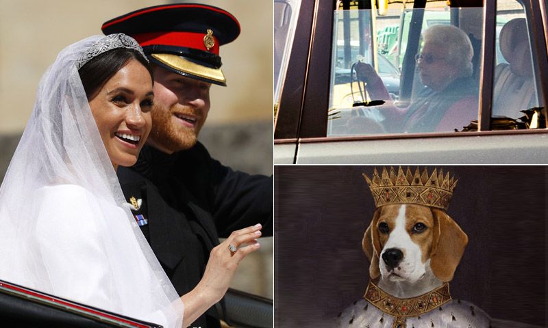 De perro de refugio a alteza canina: la mascota de Meghan desata su propio fenómeno