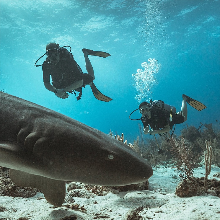 Las espectaculares imágenes de los duques de Cambridge nadando entre tiburones