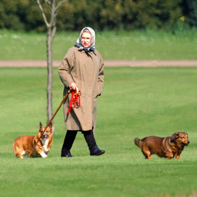 ¿Quién se quedará con los queridos corgis de la reina Isabel?