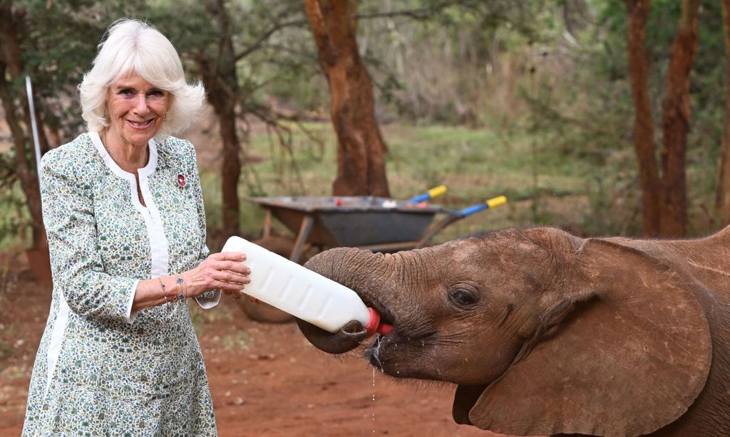Las imágenes más simpáticas de la reina Camilla dándole el biberón a un elefante en su viaje a Kenia