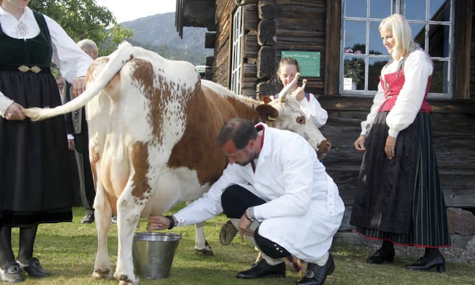 ¿Unos príncipes ordeñando una vaca? Mette-Marit y Haakon de Noruega demuestran que es posible