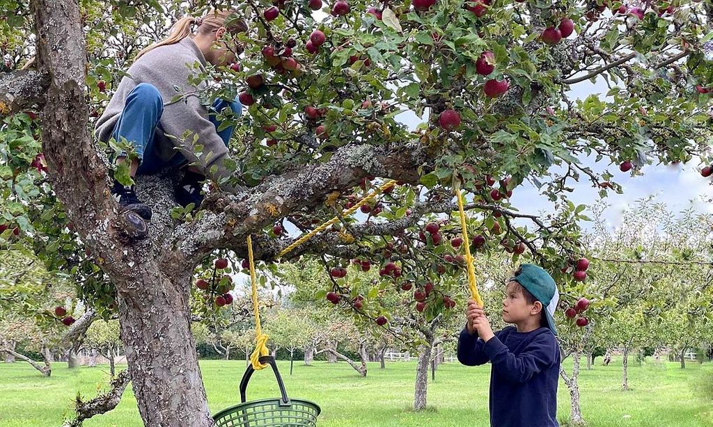 ¡Del árbol a la cesta! Estelle y Oscar de Suecia recolectan su propia merienda para comérsela en el tenis