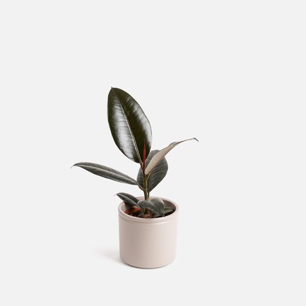 Añade una planta en un macetero