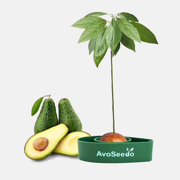 Kit de jardinería para aguacates